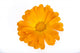 Calendula Flower White Wall Decal