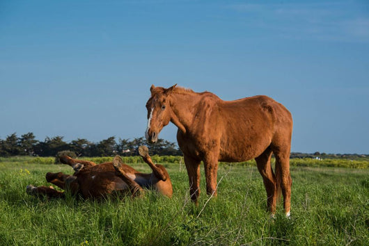 Chevaux Bruns Wall Decal