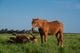 Chevaux Bruns Wall Decal