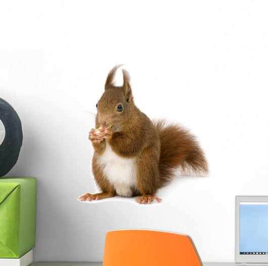 Eurasian Red Squirrel Sciurus Wall Decal