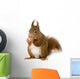 Eurasian Red Squirrel Sciurus Wall Decal