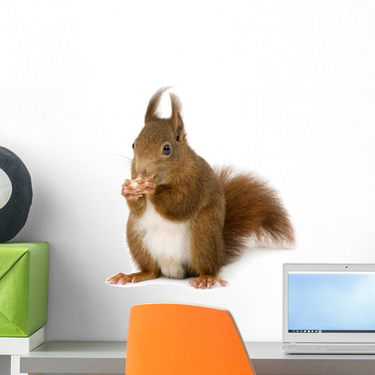 Eurasian Red Squirrel Sciurus Wall Decal