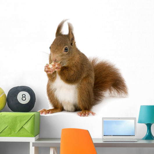 Eurasian Red Squirrel Sciurus Wall Decal