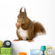 Eurasian Red Squirrel Sciurus Wall Decal