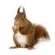 Eurasian Red Squirrel Sciurus Wall Decal