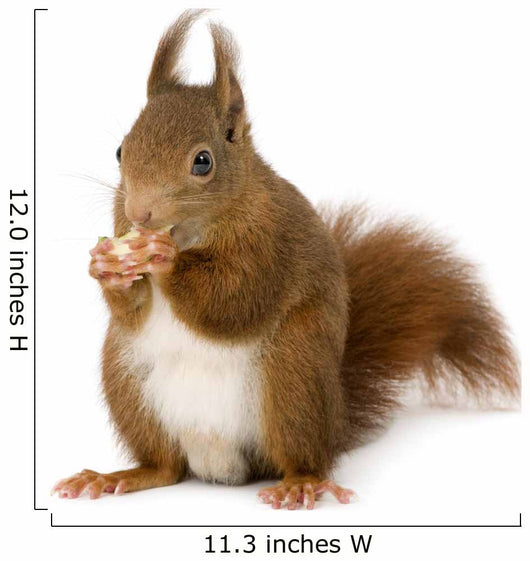 Eurasian Red Squirrel Sciurus Wall Decal