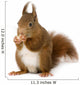 Eurasian Red Squirrel Sciurus Wall Decal