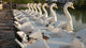 Patos Subidos En Patos Wall Decal