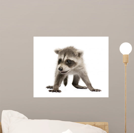 Baby Raccoon 6 Weeks Wall Decal Design 2