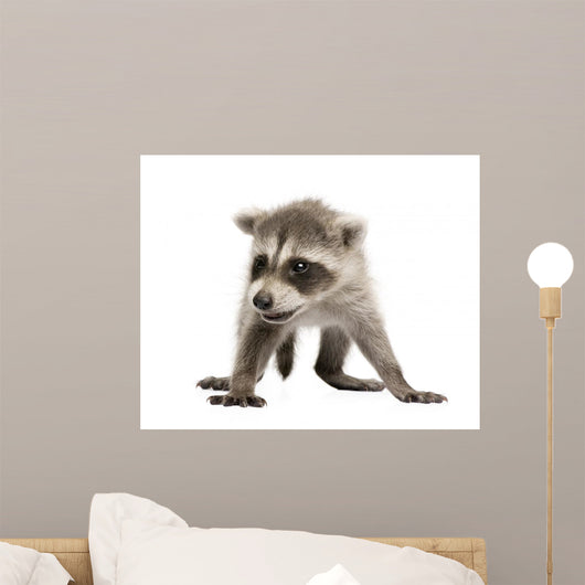 Baby Raccoon 6 Weeks Wall Decal Design 2