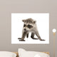 Baby Raccoon 6 Weeks Wall Decal Design 2