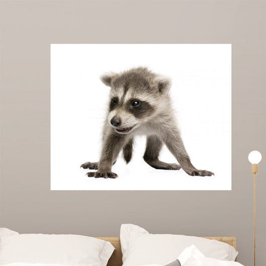 Baby Raccoon 6 Weeks Wall Decal Design 2