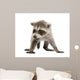 Baby Raccoon 6 Weeks Wall Decal Design 2