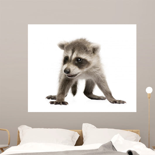 Baby Raccoon 6 Weeks Wall Decal Design 2