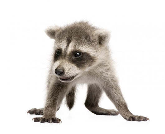 Baby Raccoon 6 Weeks Wall Decal Design 2