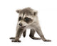 Baby Raccoon 6 Weeks Wall Decal Design 2