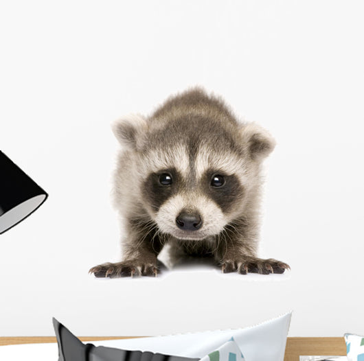 Baby Raccoon 6 Weeks Wall Decal Design 1