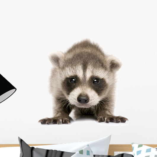 Baby Raccoon 6 Weeks Wall Decal Design 1