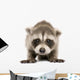 Baby Raccoon 6 Weeks Wall Decal Design 1