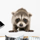 Baby Raccoon 6 Weeks Wall Decal Design 1