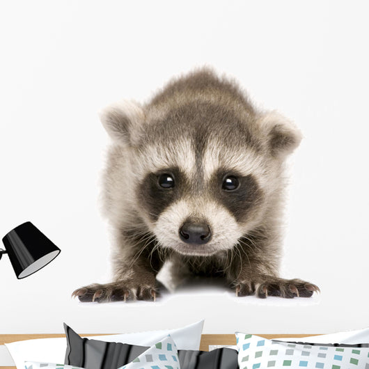 Baby Raccoon 6 Weeks Wall Decal Design 1
