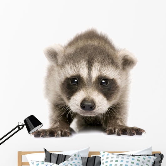 Baby Raccoon 6 Weeks Wall Decal Design 1