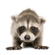 Baby Raccoon 6 Weeks Wall Decal Design 1