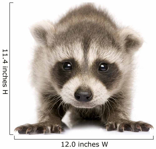 Baby Raccoon 6 Weeks Wall Decal Design 1