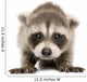 Baby Raccoon 6 Weeks Wall Decal Design 1