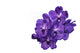 Orchid Purple Flowers Wall Decal