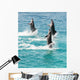 Bottlenose Dolphins Wall Decal