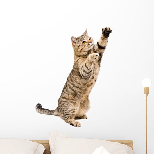 Portrait Frisky Playful Cat Wall Decal