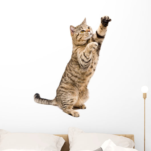 Portrait Frisky Playful Cat Wall Decal