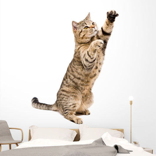 Portrait Frisky Playful Cat Wall Decal