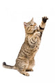 Portrait Frisky Playful Cat Wall Decal