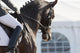 Dressage Horses Wall Decal