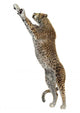 Cheetah Wall Decal Design 2