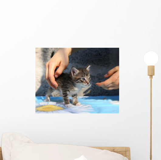 Little Homeless Kitten Hands Wall Decal