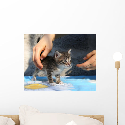 Little Homeless Kitten Hands Wall Decal