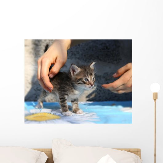 Little Homeless Kitten Hands Wall Decal