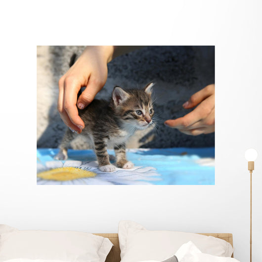 Little Homeless Kitten Hands Wall Decal
