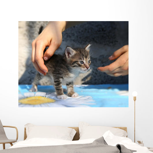 Little Homeless Kitten Hands Wall Decal