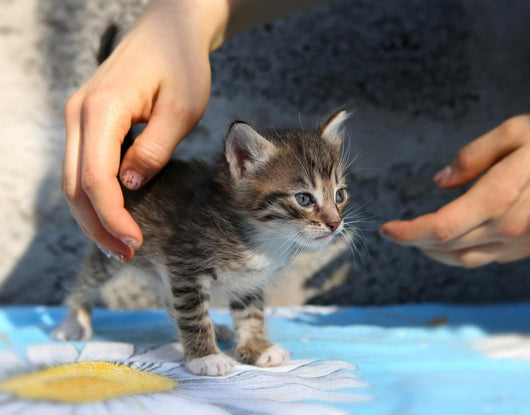 Little Homeless Kitten Hands Wall Decal