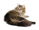Cute Fluffy Cat White Wall Decal