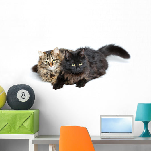 Two Cute Fluffy Cats Wall Decal Design 2
