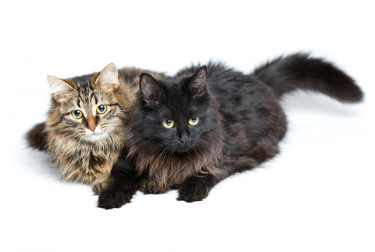 Two Cute Fluffy Cats Wall Decal Design 2