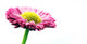 Fresh Pink Daisy Flower Wall Decal Design 2