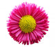 Fresh Pink Daisy Flower Wall Decal Design 1