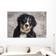 Bernese Mountain Dog Wall Decal