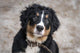 Bernese Mountain Dog Wall Decal